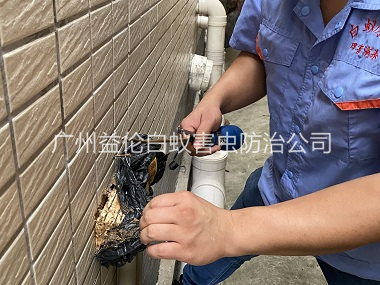白云區(qū)建筑滅治白蟻工程